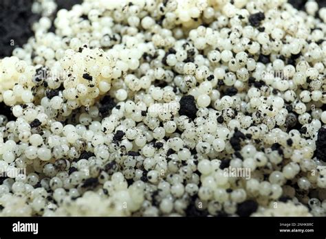 Photograph of a clutch of snail eggs in soil