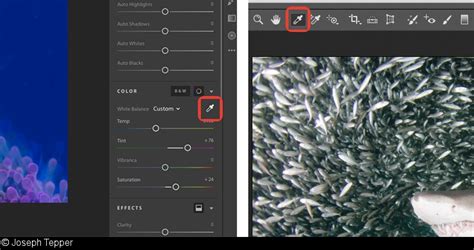Screenshot of Photoshop's Camera Raw filter with the White Balance tool highlighted