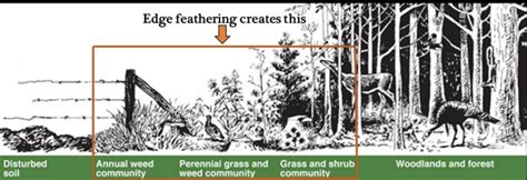 Diagram illustrating feathering effect on an image edge