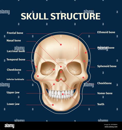 Diagram illustrating basic skull structure and face shaping lines