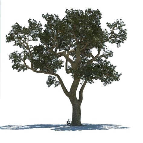 High-quality 3D tree model in a digital library