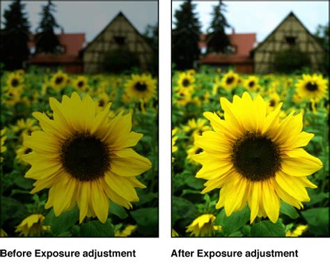 Image before and after basic adjustments in Camera Raw