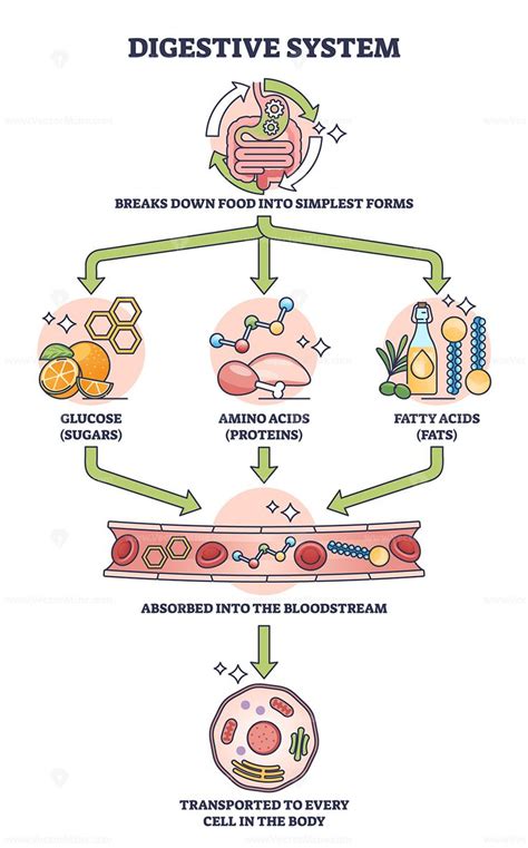 Diagram illustrating the digestive process of protein