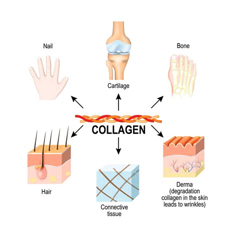 Infographic showing the benefits of collagen for skin, joints, bones, hair, and nails