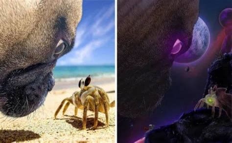 A collage of various humorous Photoshop fails