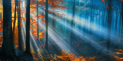 Backlit forest scene with visible sun rays