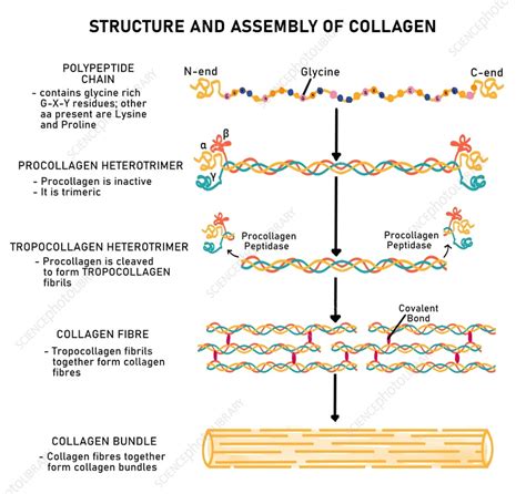 Collagen structure and sources