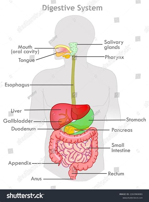 Diagram illustrating digestive system