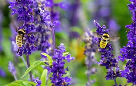 Two macro photos of a flower, one focused on the insect, the other on the flower's center