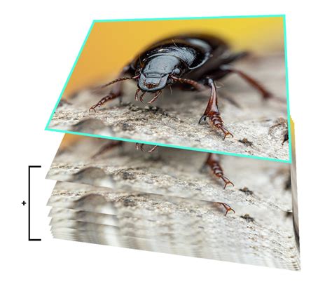 Comparison of a single macro photo and its focus-stacked version