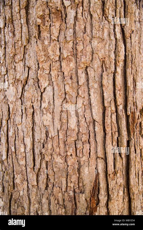 Brown color in nature: tree bark and soil