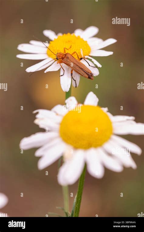 Close-up photograph of an insect on a flower, illustrating a shallow depth of field.