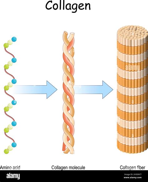 Diagram illustrating the collagen triple helix structure with amino acids