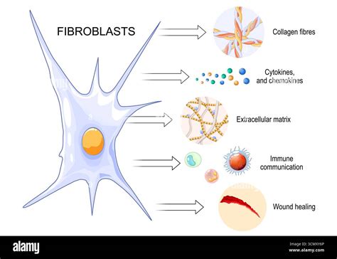Illustration of a fibroblast cell and the collagen synthesis pathway