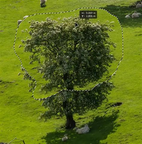 Demonstration of extending a tree with Content-Aware Move