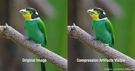 A visual comparison of JPEG and PNG compression artifacts
