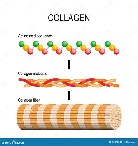 Collagen molecule structure