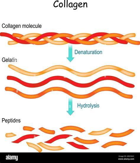Diagram illustrating the digestive process of collagen peptides