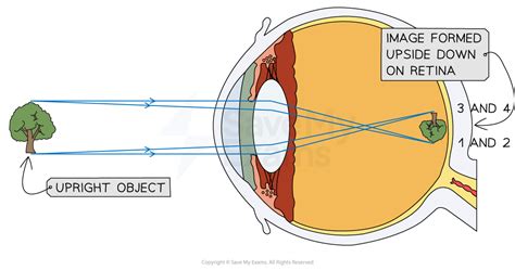 Illustration of light reflecting off the retina causing red-eye effect