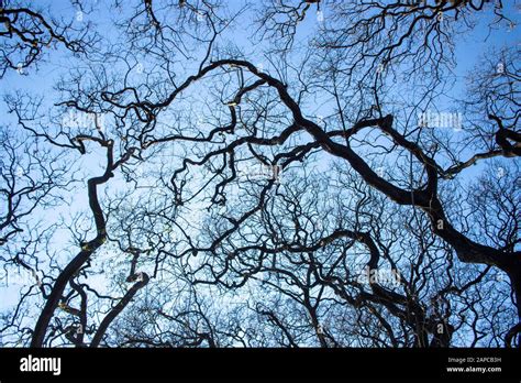 Image demonstrating Contiguous limit with sky between tree branches