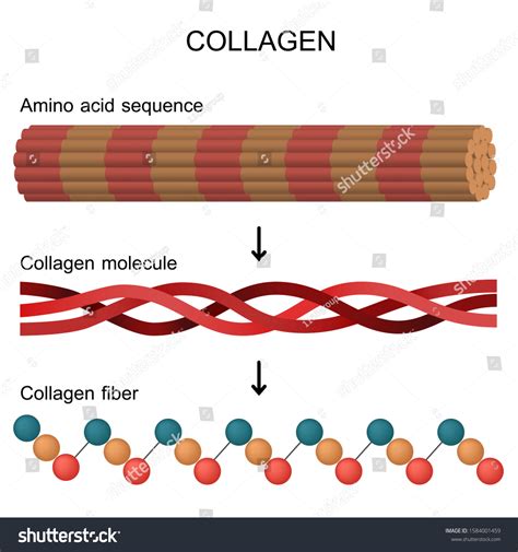 Diagram illustrating the structure of collagen