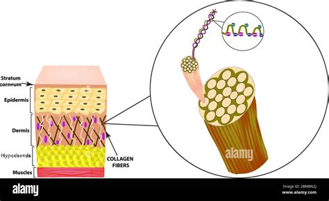 Collagen structure in skin