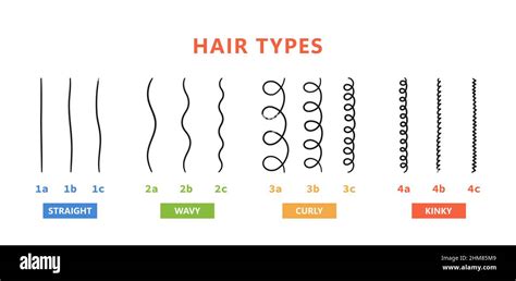 Illustration showing the four basic hair types: straight, wavy, curly, and kinky.