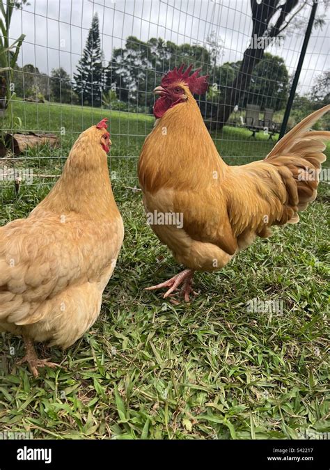 Rooster offering food to a hen