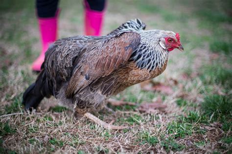 Hen in a receptive squatting posture