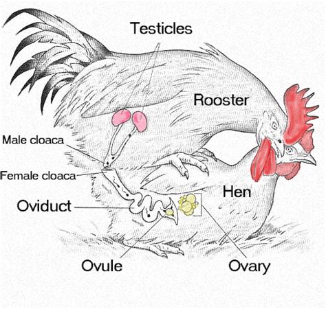 Diagram showing rooster and hen cloacas during mating