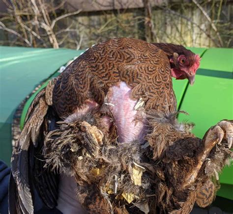 Close-up of a hen's back with missing feathers