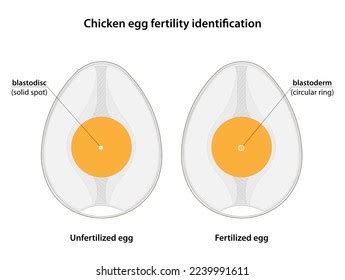 Illustration comparing fertilized and unfertilized eggs via candling