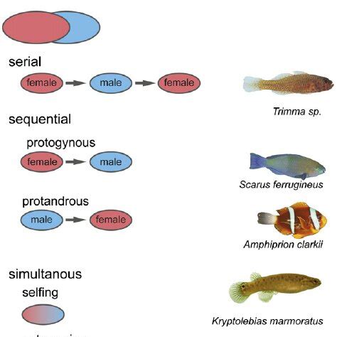 Diagram illustrating the diversity of fish reproductive strategies