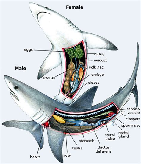 Illustration of male shark with claspers