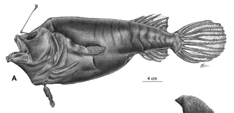 Illustration of a deep-sea anglerfish with parasitic male
