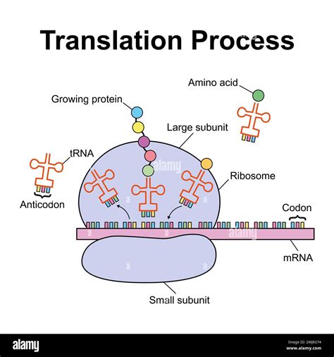 Diagram illustrating how Translation Memory works