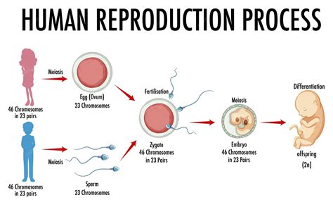 Human reproduction diagram