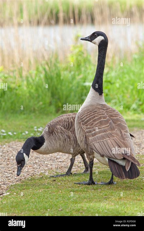 Geese pair bond