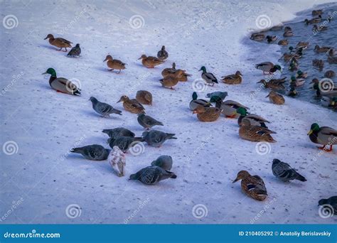 Duck flock in wintering grounds