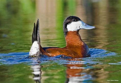 Male Ruddy Duck displaying