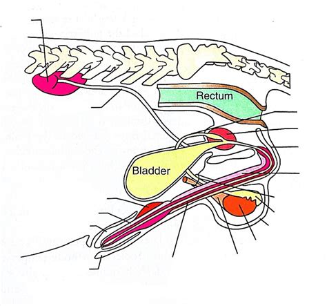 Diagram illustrating the complexity of a female duck's reproductive tract