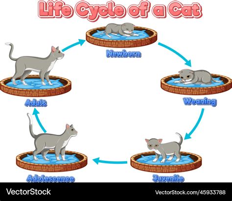 Diagram of a cat's reproductive cycle