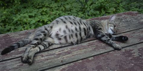 A pregnant cat resting