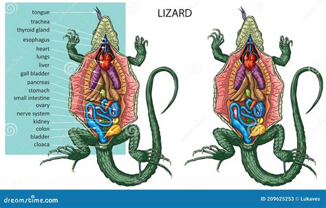 Male and female lizard anatomy diagram