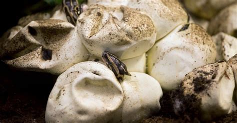 Lizard eggs with leathery shells