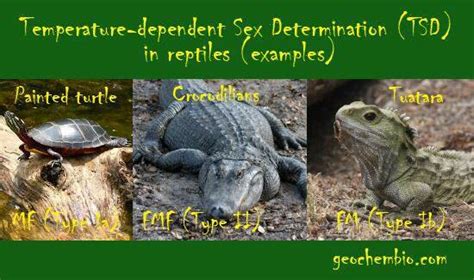 Diagram illustrating temperature-dependent sex determination in reptiles