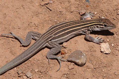 Whiptail lizard (Aspidoscelis genus)