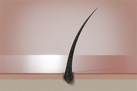 Single hair strand created with Pen Tool and Brush Tool