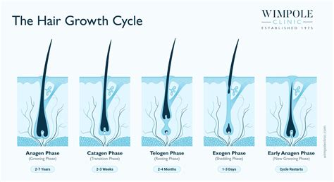 Diagram of facial hair growth directions