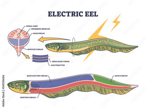 Diagram of an electric eel's electrocytes